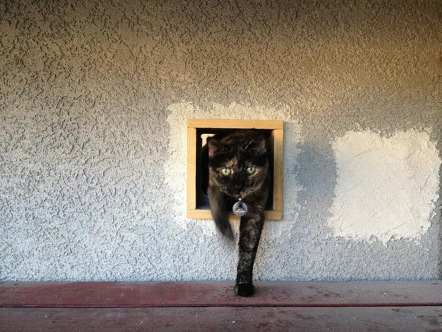 Cat coming through a wood-framed pet flap set low in a stucco wall