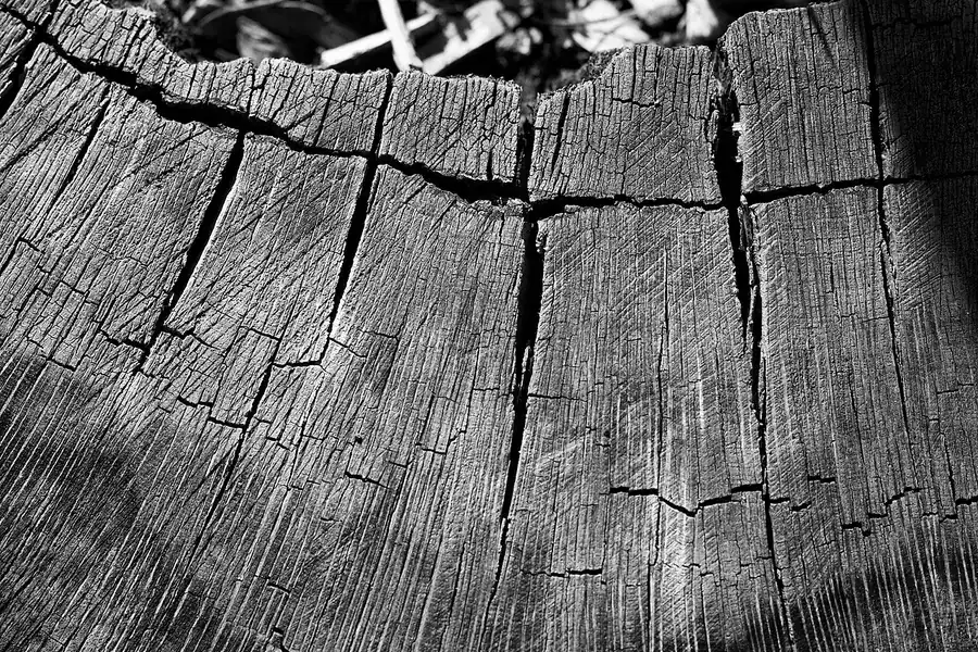 Black and white close view of weathered wood with deep cracks